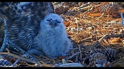 Time For an Owlet's Nap 🦉 3/7/22 08:35