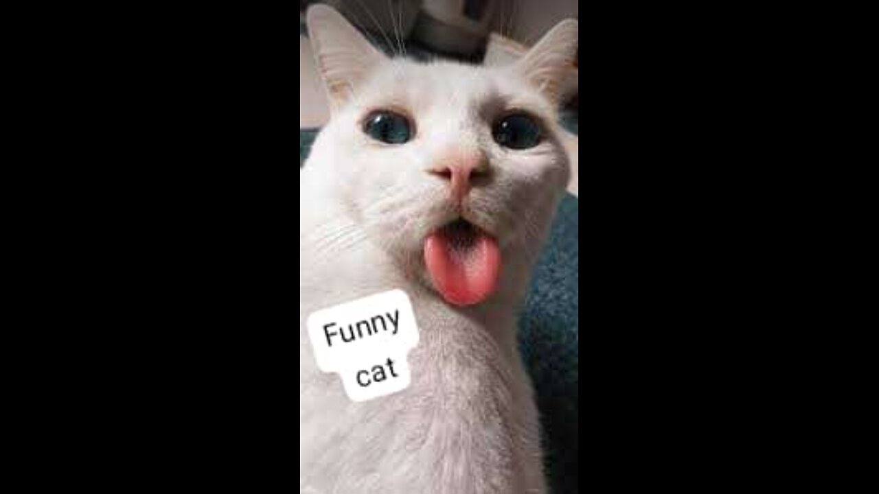 Funny Cat Video πΊπ