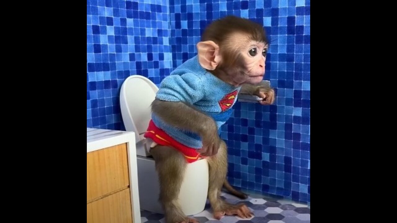 Monkey Baby Bon Bon oes to the toilet and plays with Ducklings in the swimming pool