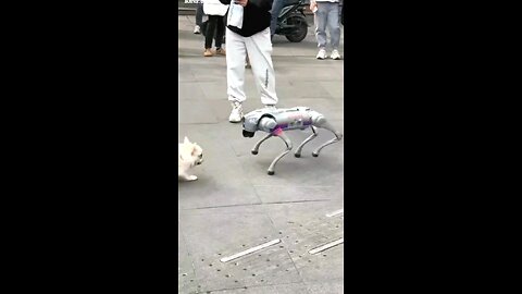funny dog