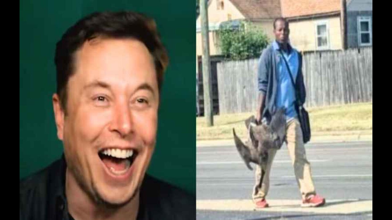 Elon Musk, MAGA Fuels Meme War Amid Viral Haitian Migrants Cat Eating Scandal