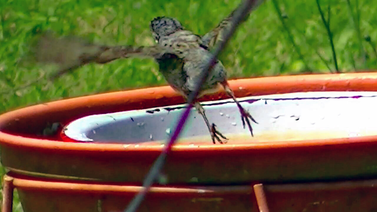 IECV NV #685 - 👀 House Sparrow Flies Off 7-18-2018