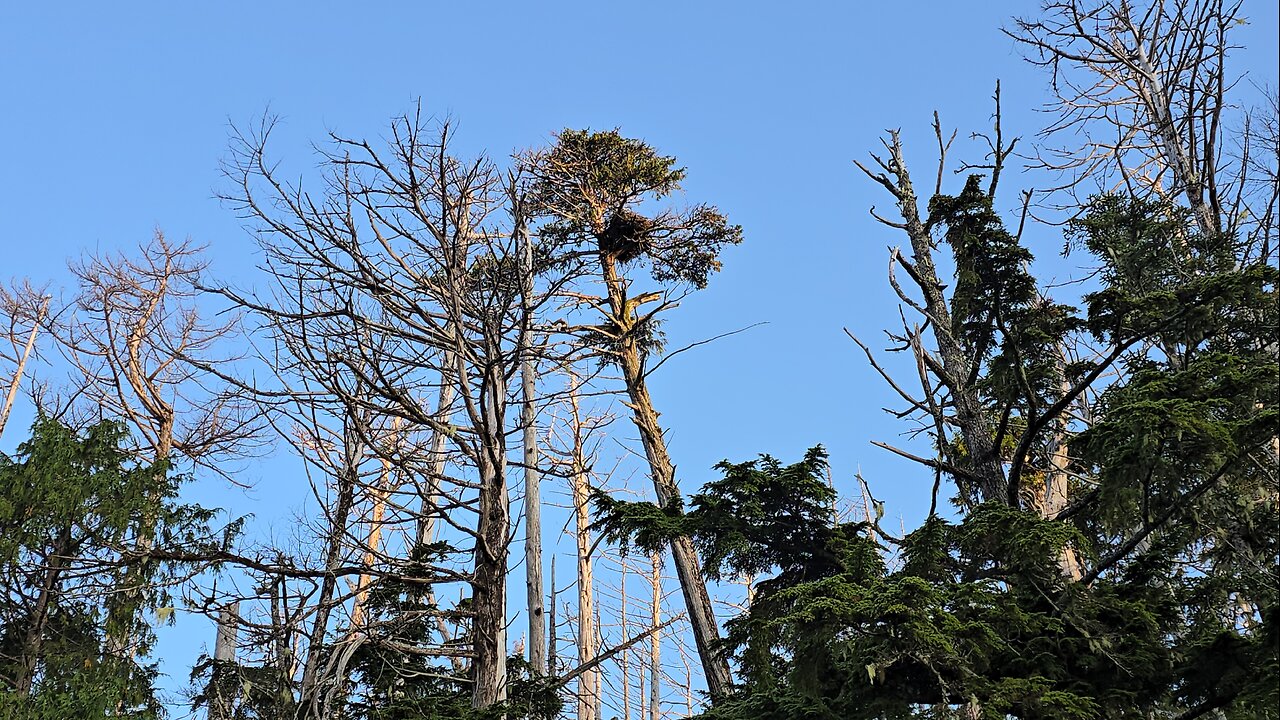 Where will the Birds Nest, Once all the Trees are Gone??? Please Stop GeoEngineering Operations NOW