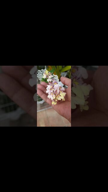 #ninjaorchids Orchid 🍿 , anyone? 🤩🍿 Mega Spike from Poorly to Woweee!! #ionopsispopcornharuri