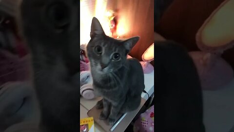 So Cute Grey Kitten #shorts #kitten #short
