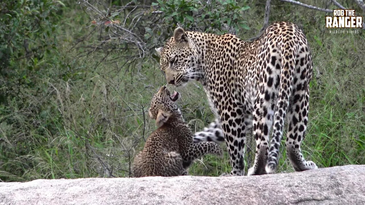 Scotia Female Leopard And Cub: Part 2 (Presented By Tom theWildLife)