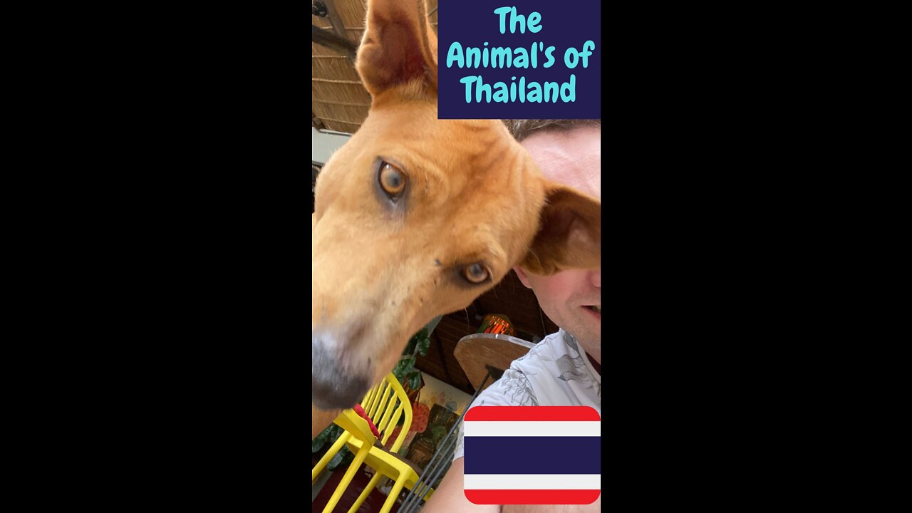 The animals of Thailand