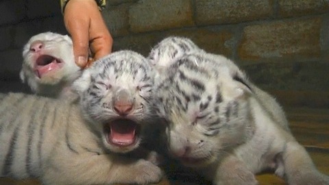 Four Rare White Tiger Cubs