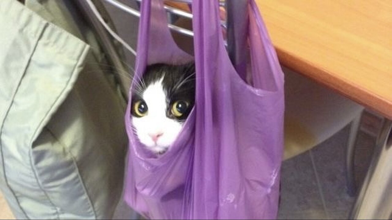 Cats could be a dream