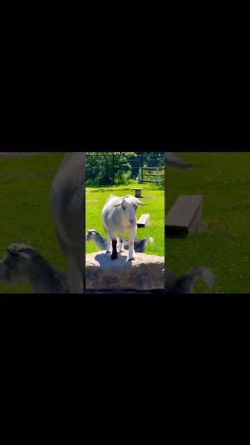 A Goat just thinking about life