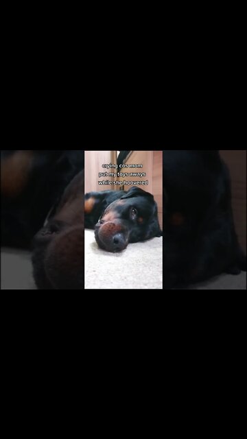 Nominee for best actor star ✨️ #shorts #dogs #rottweiler