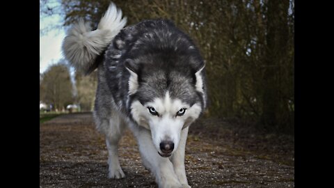 5-Month Old Wolf Dog Food Aggression and Wolf Dog Training