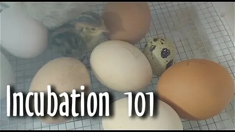 🐣 INCUBATION d'OEUFS de poule et de caille : Comment COMMENCER? #164