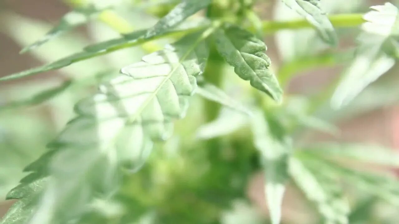 T Bird And Reds Praying Mantis is Beneficial to our grows.