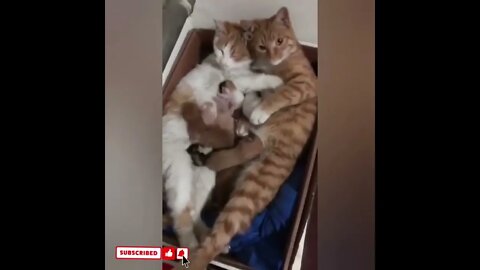 cute cat videos 😹 funny videos 😂1552