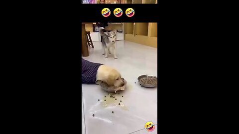 dog funny video