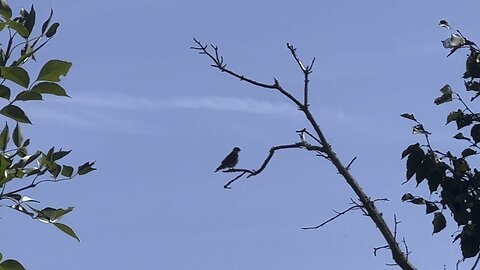 Cooper’s Hawk. Was chasing song birds