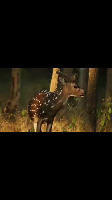 Angry deer "barks" at intruder in the woods