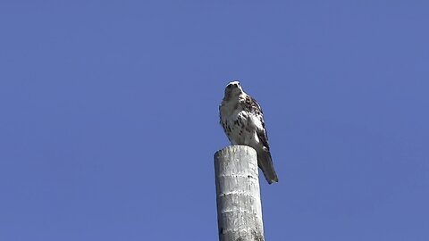 Hawk looking down at me 😂