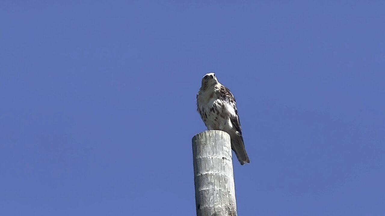 Hawk looking down at me 😂