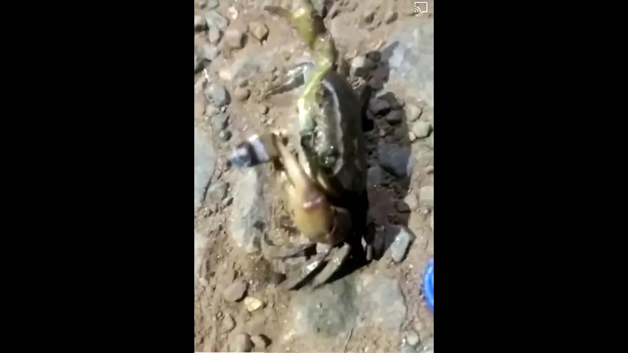 Gangsta Crab