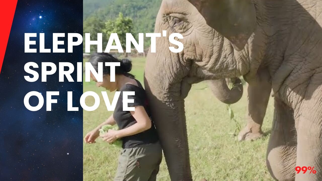 Watch: Elephant's Joyful Sprint to Mom!