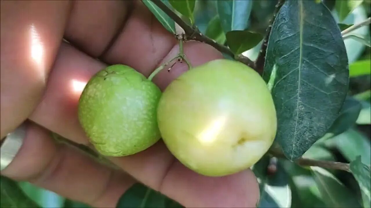 frutiferas produzindo em vaso acerola Okinawa goiaba roxa jabuticaba Araçá pinha atemoia caqui...