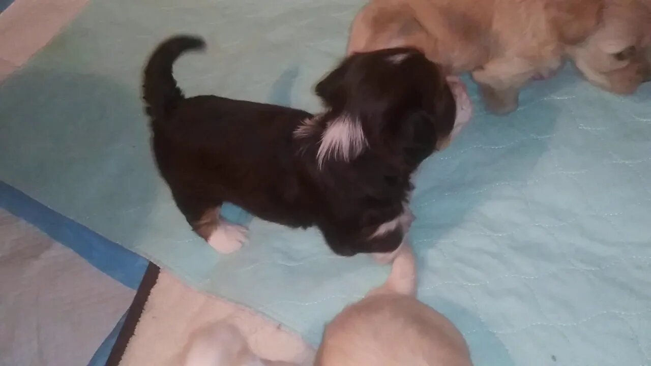 Night Time Romp w/the E Litter(2)