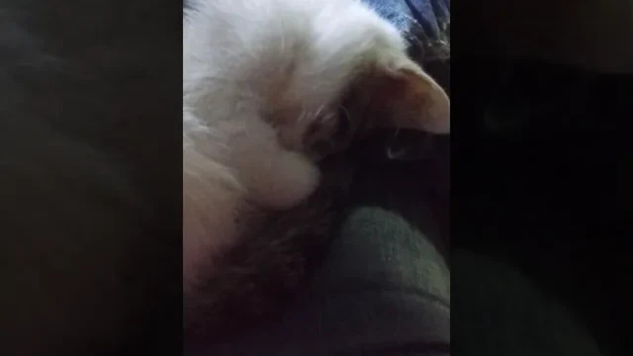 Sleeping Kitten Kitty Like, Share and Subscribe Now and Go Watch All My Diecast Truck Diorama Videos