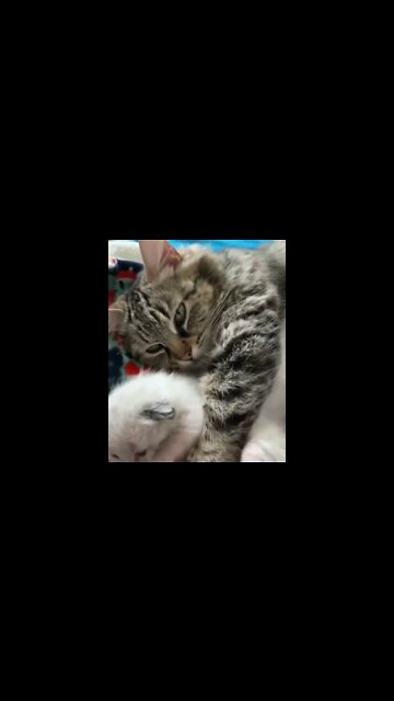 Lovely Cat mum❤️