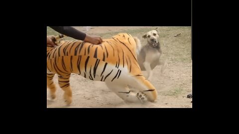 Funny Lion 🦁 Attack on street dogs 🐕