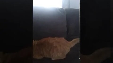 Kitty Jack
