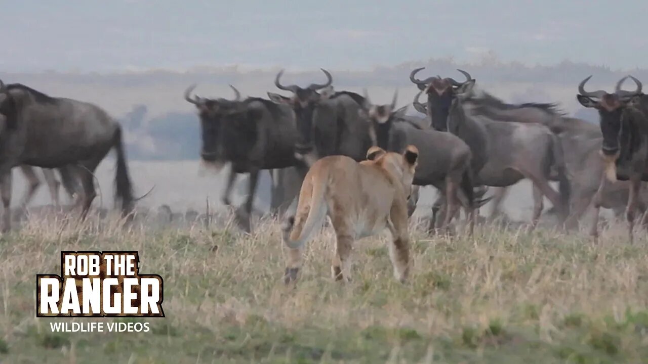 Early Morning Lions | Maasai Mara Safari | Zebra Plains