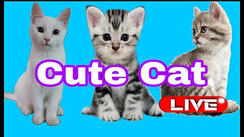 Cute Kittens
