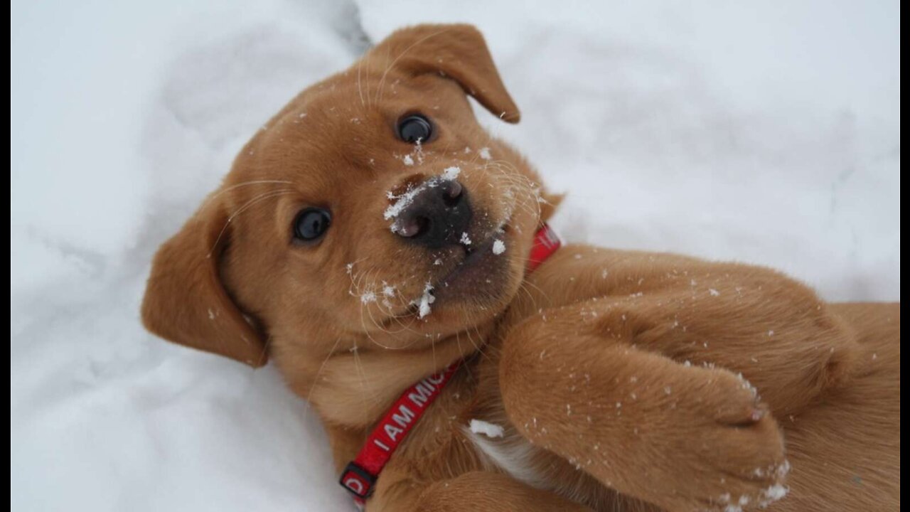 Cute Dogs / Playing in the Snow