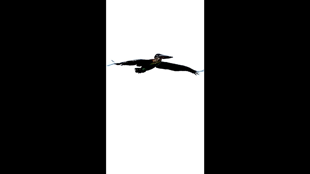Pelican Slo Mo