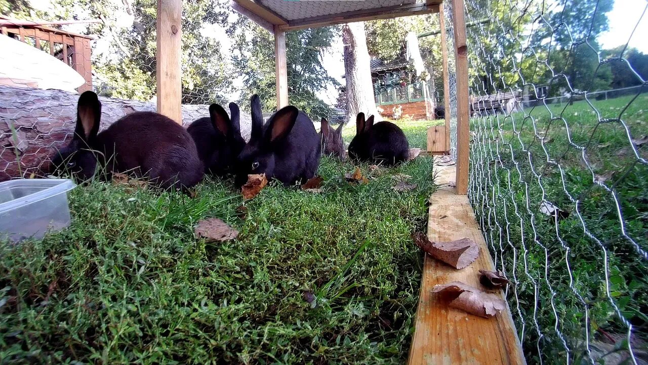 When the world burns, the rabbits chill