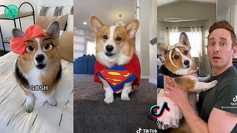 Happy_Guy__Happy_Dog_TikTok_Compilation_2023_#animalsplus 