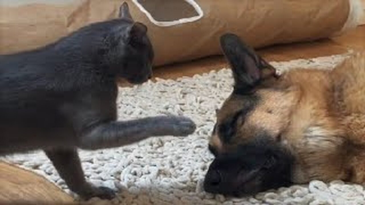 Best Funny Animal Videos 2023 - Funniest Cats And Dogs Video - Part - 15