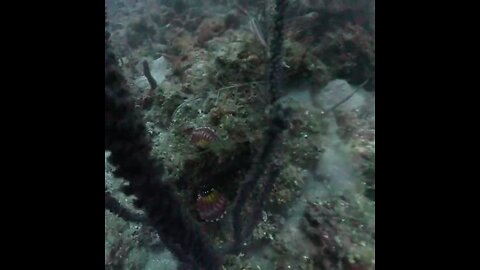 Venomous Scorpionfish