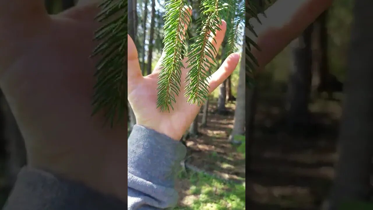 ASMR | Tree Touching, Screen Tapping