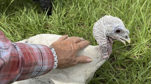 Friendly Turkeys