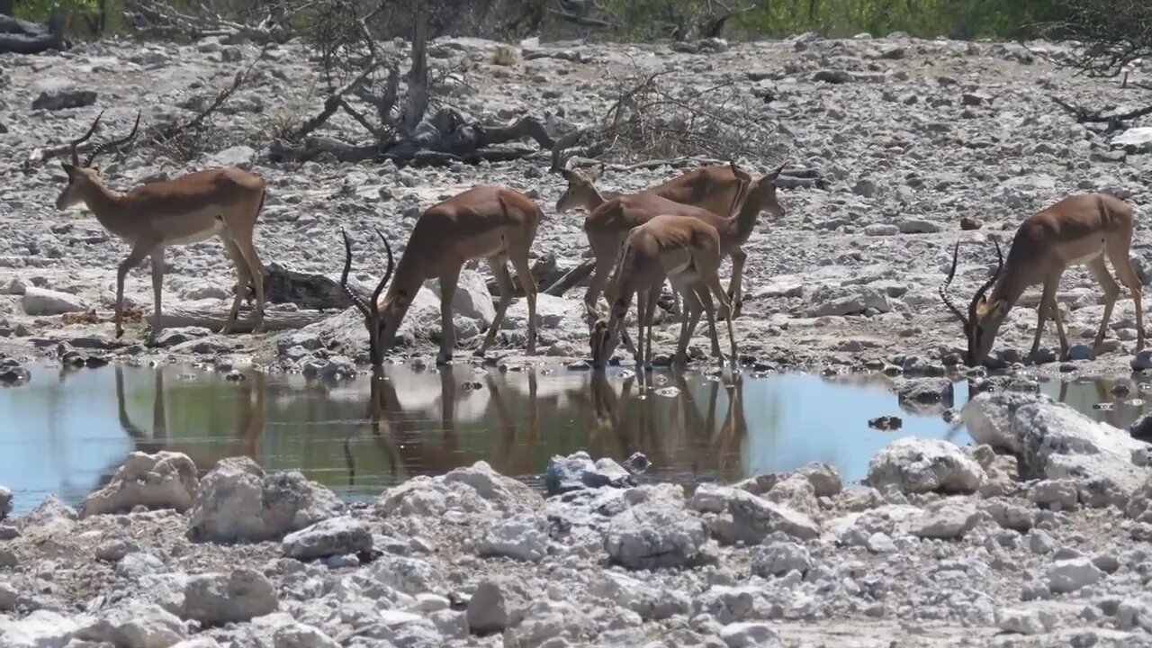 Herd of Impala around a pond