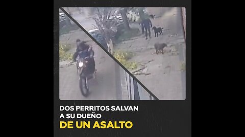 Héroes caninos, así salvaron a su dueño de un asalto