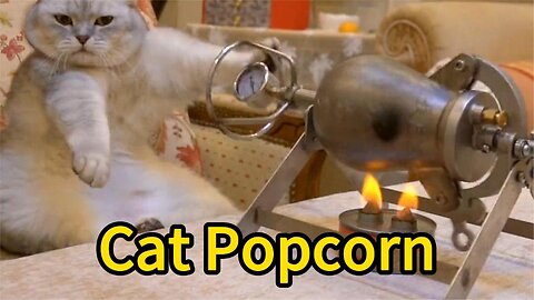 Cat Popcorn