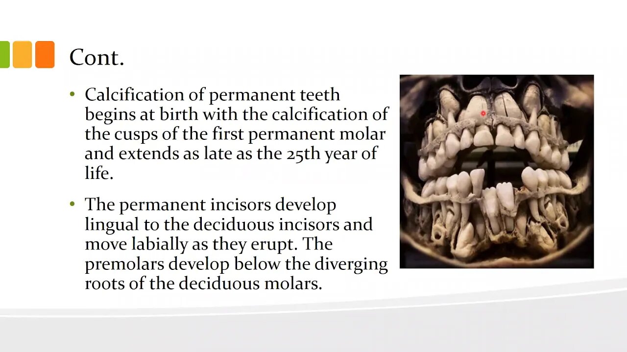 orthodontics L9 (deciduous and permanent dentition 3)