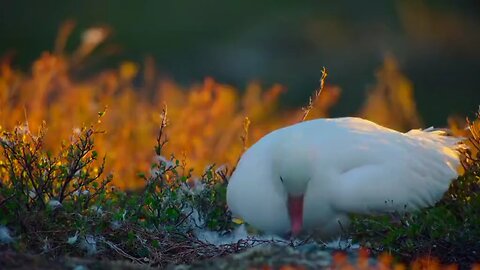 Arctic Goose vs Arctic Fox 🦊