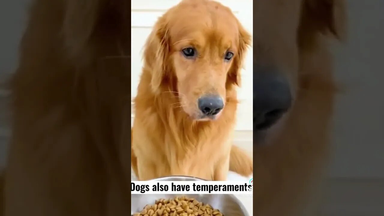 Dogs also have temperaments #Petsandwild #dogs