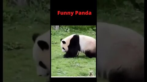 Funny Panda 🤣🤣