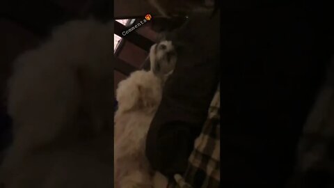 Pranking My Sleeping Beauty Shih Tzu